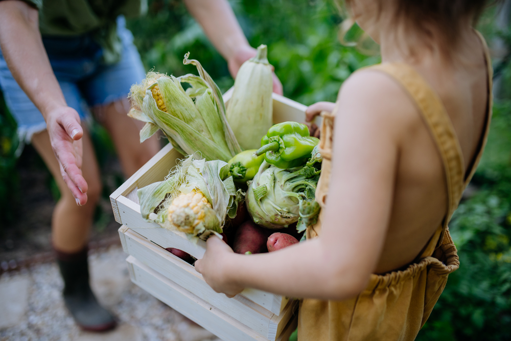 Taste of Summer: Thematic Collection of Vibrant Food Visuals