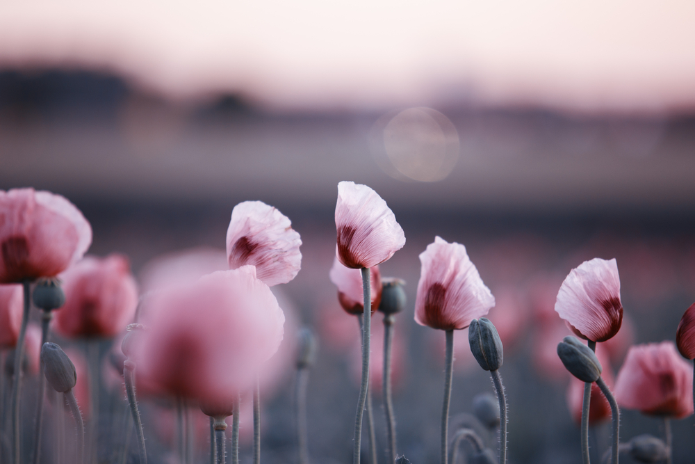 Lilac Poppy Flowers