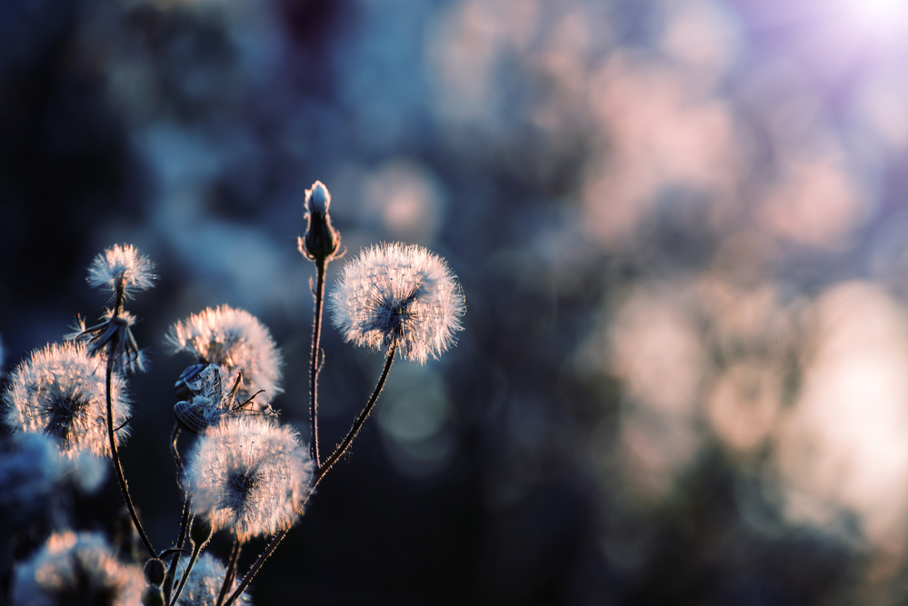 Fluffy white flowers in sunset sunlight