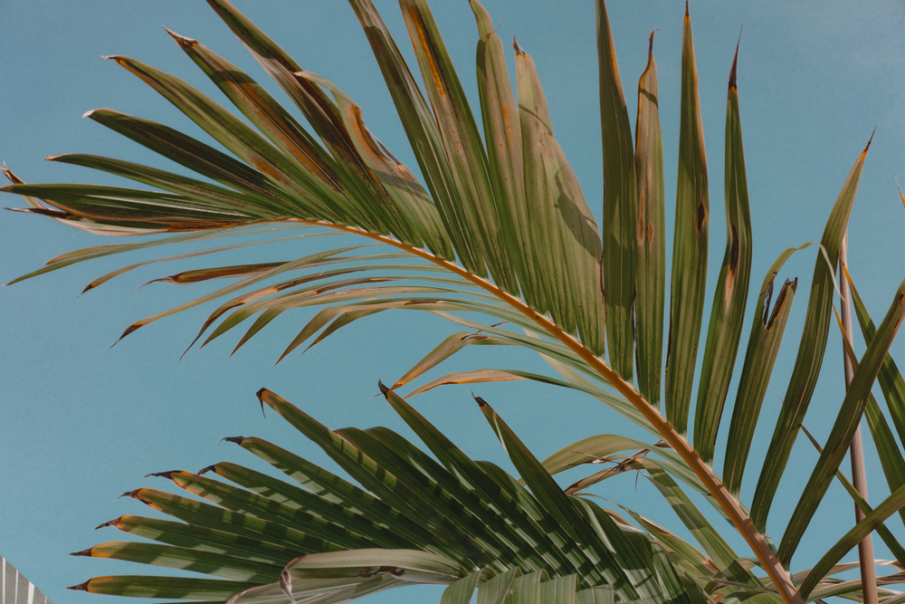 Palm tree leaves against turquoise sky