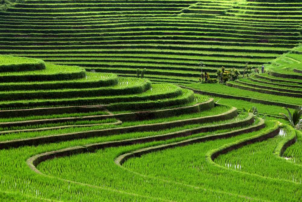 terrace rice fields, Bali, Indonesia