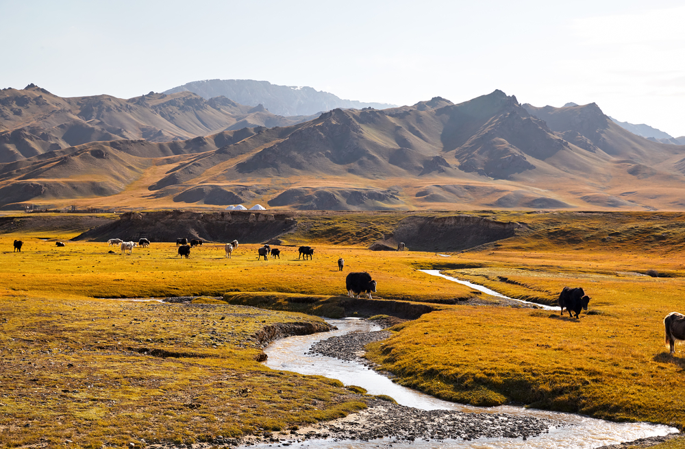 Yaks in the mountain valley