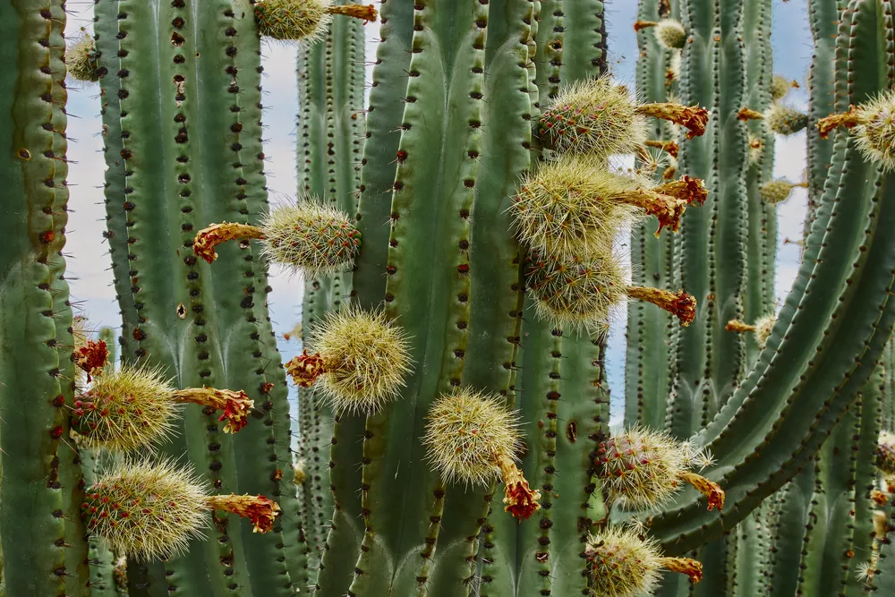 Cactus orchard yielding rich pitayas,