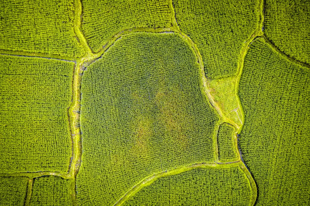 Aerial view of rice plantation