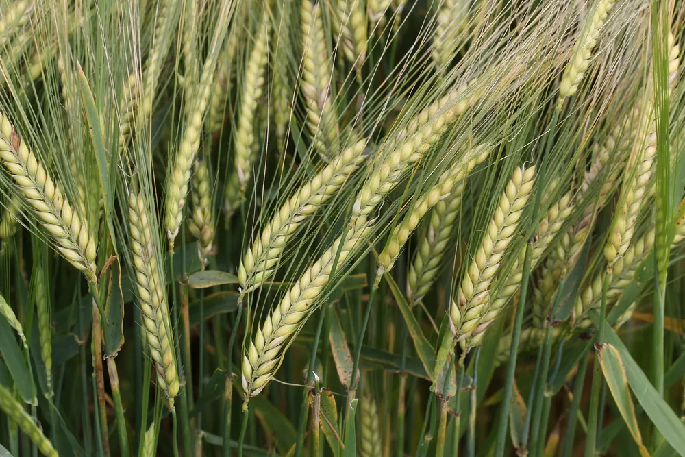 Closeup of barley crop seeds