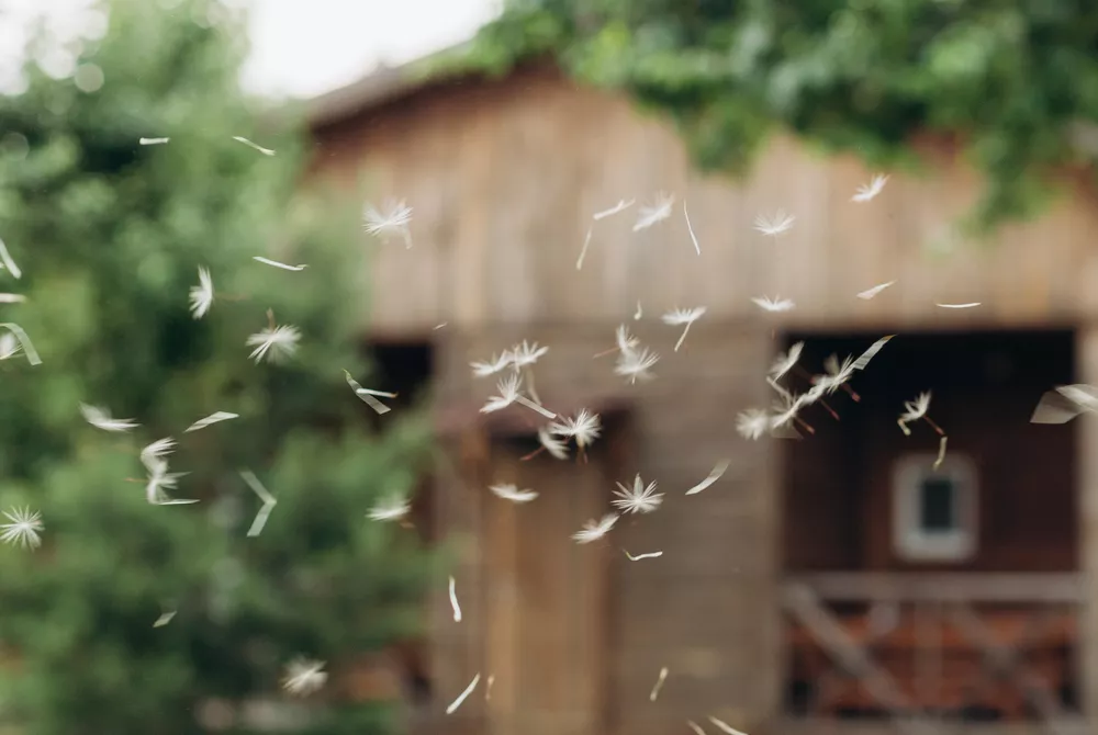 white dandelion seeds fly group blur background