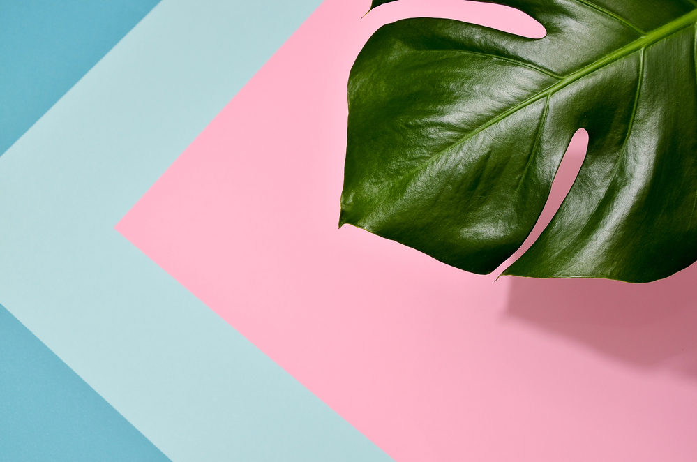 Photo monstera leaf on a colorful background